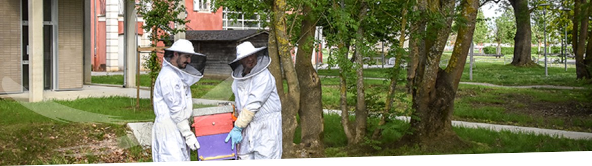 Installation de trois ruches à l’Énap : l’École s’engage dans la préservation de la biodiversité